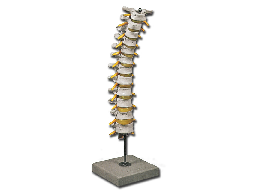 Thoracic Spinal Column